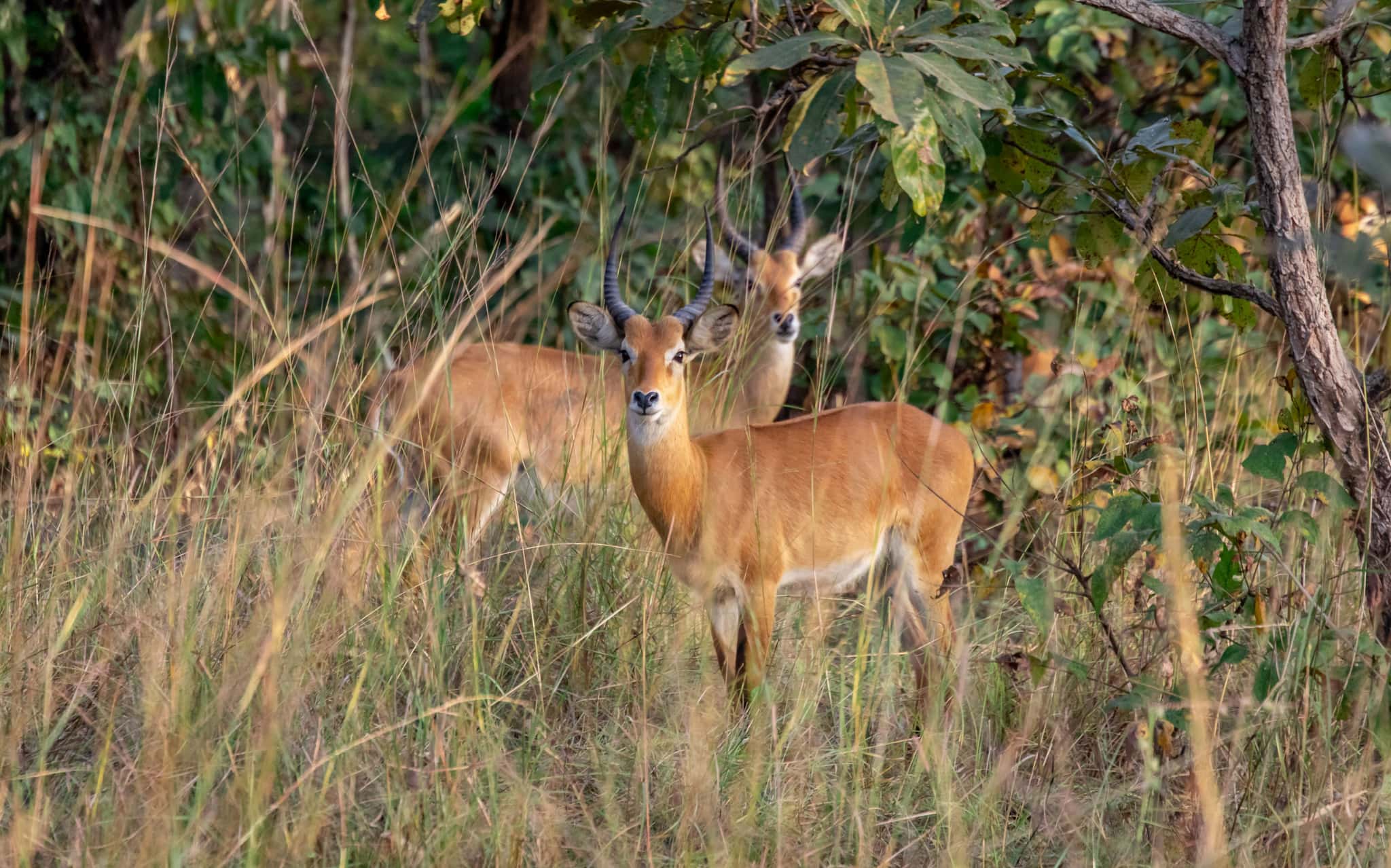 Antelope Sarakawa Wildlife Park - TOGO - Best 10-day itinerary for a road trip from south to north